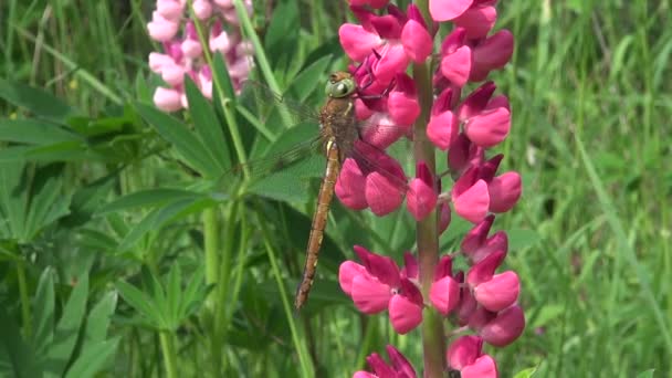 Dragonfly op roze lupine — Stockvideo