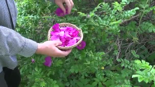 Herbalist collecting Rosa canina petals — Stock Video