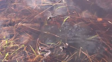 Yumurtlama Rana arvalis
