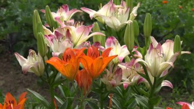 Bahçe, 4 k çiçekli lilyum