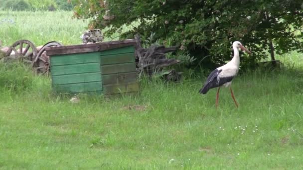 Storch läuft im Hof — Stockvideo