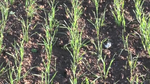 Молодая пшеница в поле — стоковое видео