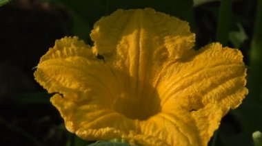 Sarı kabak çiçeği