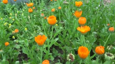 Calendula çiçekli Bahçe, 4 k