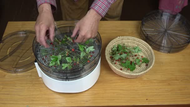 Hombre estratificación fresas silvestres para el secado — Vídeo de stock