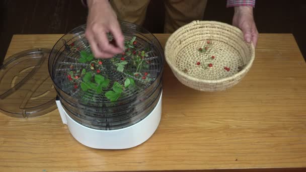 Hombre colocando fresas silvestres para secar — Vídeos de Stock