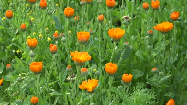 Καλέντουλα officinalis αυξάνεται στον κήπο — Αρχείο Βίντεο
