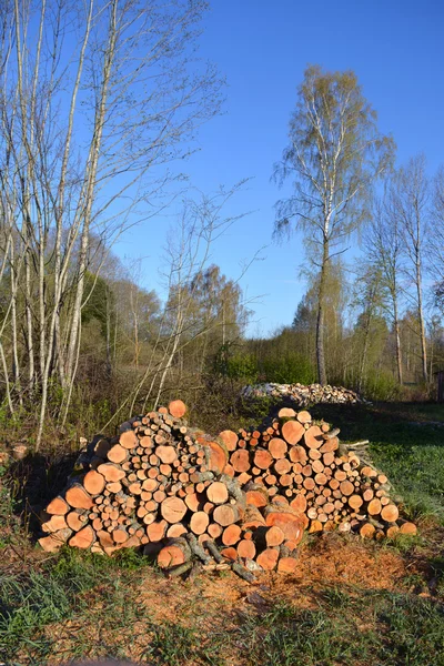 Alder firewood log stack in early spring — Stock Photo, Image