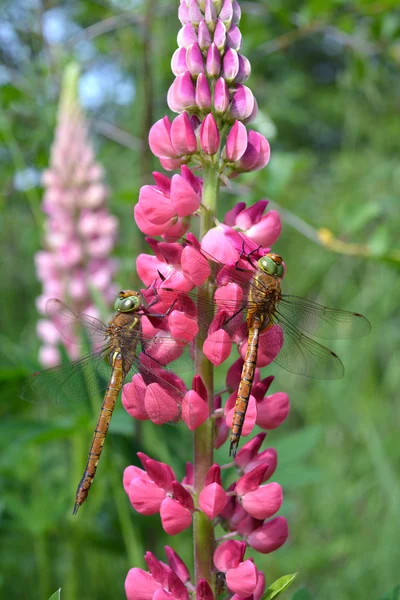 Duas libélulas em tremoço rosa — Fotografia de Stock