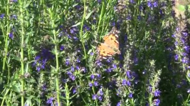 Painted lady kelebeği Hyssopus officinalis