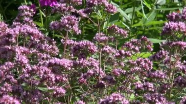 Kekik üzerinde Bumblebees