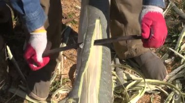 Oluşturucu debarking ağacı günlüğü