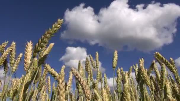 Uši pšenice pohybující se ve větru — Stock video