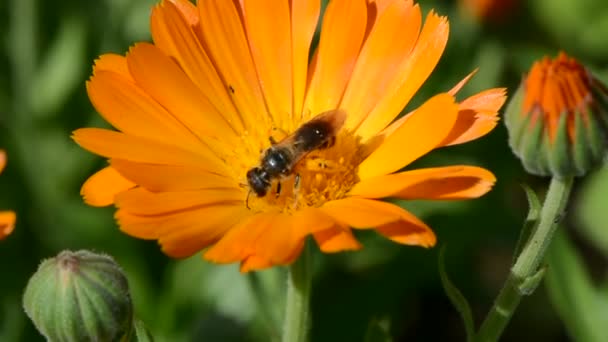 Wilde plukken bijenpollen — Stockvideo