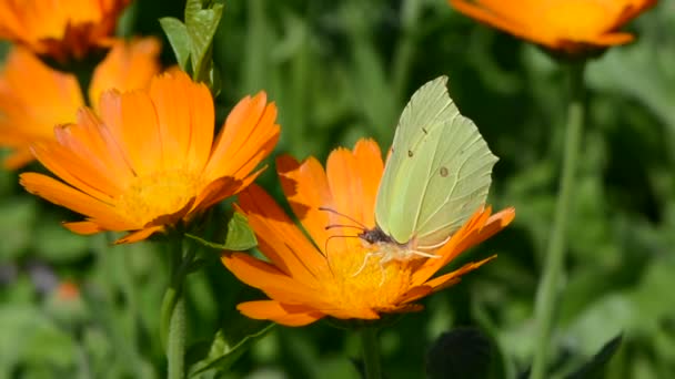 Brimstone mariposa recoger polen — Vídeos de Stock