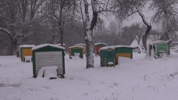 Bijenkorven in de winter — Stockvideo