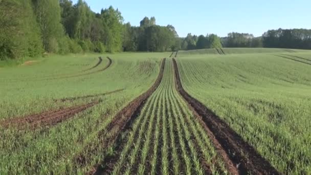 Солнце светит на молодом пшеничном поле — стоковое видео