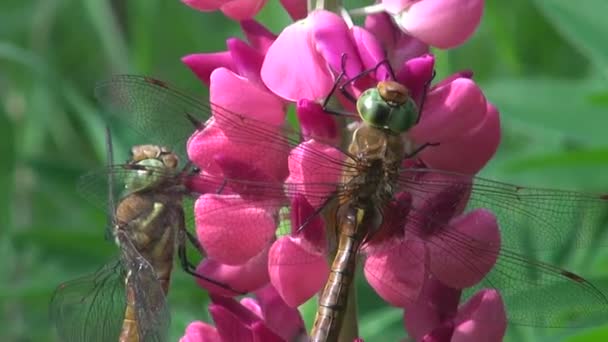 Twee libellen op roze lupine bloem — Stockvideo