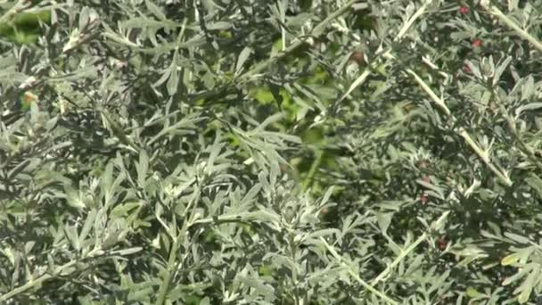 Absinthe absinthe dans le jardin 