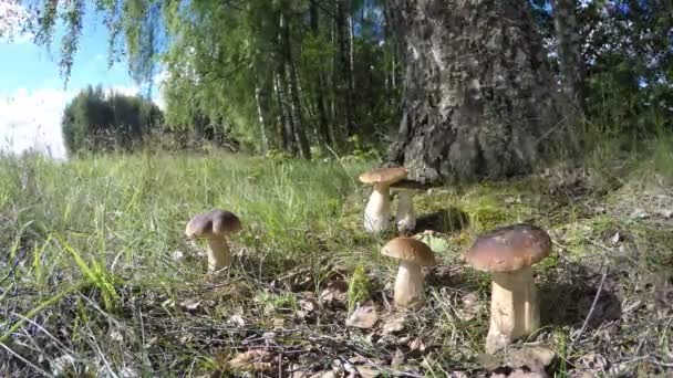 Setas Boletus edulis grupo por árbol de abedul, lapso de tiempo 4K — Vídeos de Stock