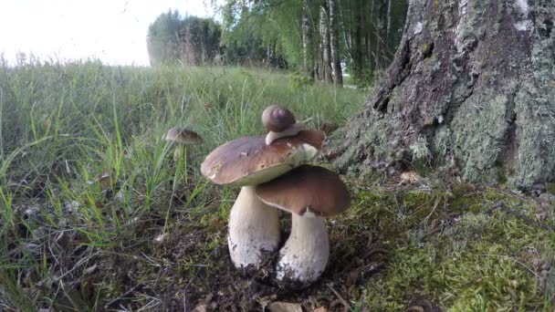 Μανιτάρια Boletus edulis με σαλιγκάρι Βουργουνδίας από σημύδα δέντρο, ώρα λήξη 4k — Αρχείο Βίντεο