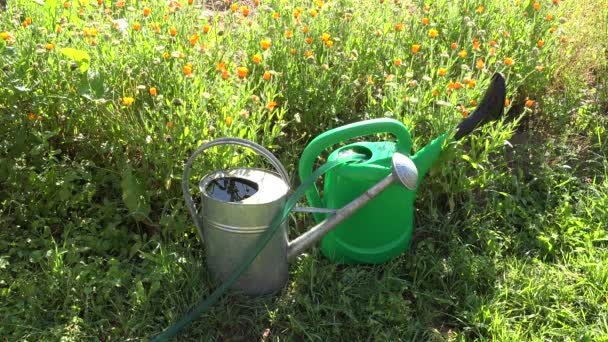 Gärtner füllt Wasserkanister, 4k — Stockvideo