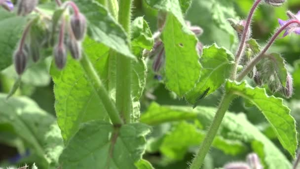 Starflower no jardim, 4K — Vídeo de Stock