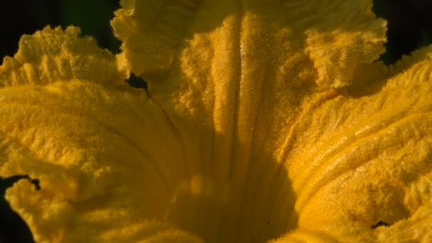 カボチャの花、4 k の背景 — ストック動画