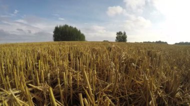 Hasat buğday alan, zaman atlamalı 4k