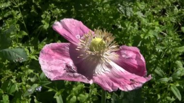 Polen toplama çok çiçek sinek 