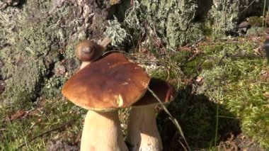 Boletus mantarı mantar üzerinde bordo salyangoz