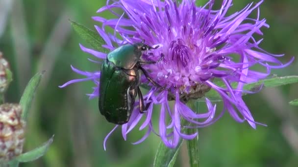 Chafer beetle Cetonia aurata rampant sur la fleur violette — Video