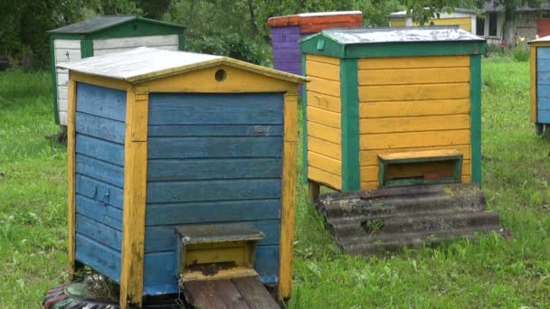 Bienen verstecken sich bei Regen im Bienenstock — Stockvideo