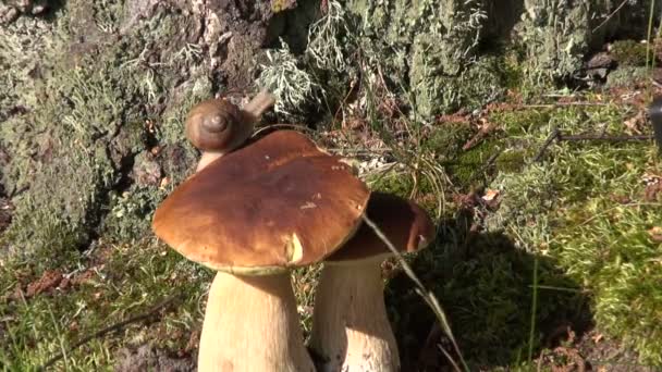 Bourgondische slak over Boletus edulis paddestoelen — Stockvideo