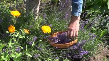 Lavanta çiçekleri kesme bahçıvan