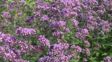 Polen kekik üzerinde toplama bumblebees