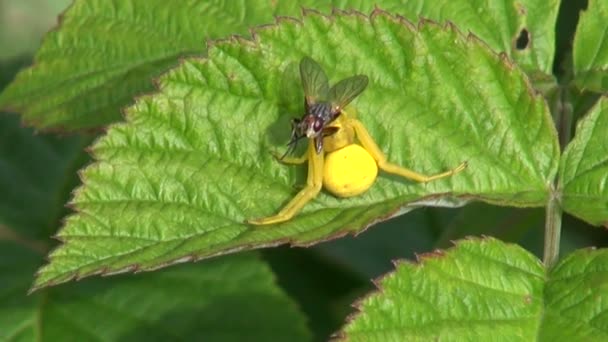 Örümcek ile yakalanan sinek — Stok video