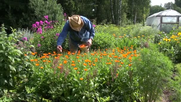 Kräuterpädagogin sammelt Ringelblumen — Stockvideo