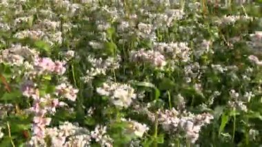 Yaz aylarında çiçeklenme buğday