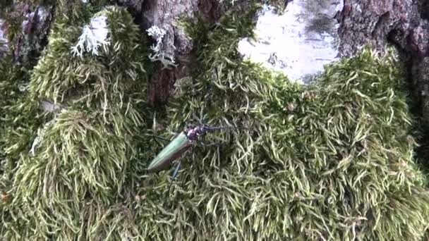 Escarabajo almizclero Aromia moschata arrastrándose sobre un árbol — Vídeo de stock