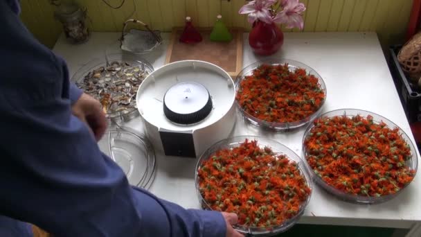 Gardener drying calendula marigold in herb dryer — Stock Video