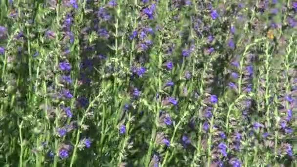 Kvetoucí rostliny lékařský Hyssopus officinalis — Stock video