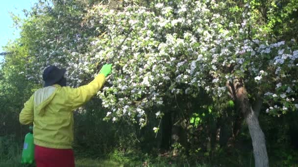Gardener spraying flowering apple tree — Stock Video