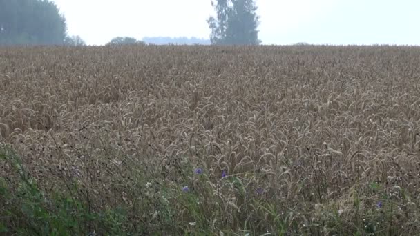 风暴和小麦的字段 — 图库视频影像