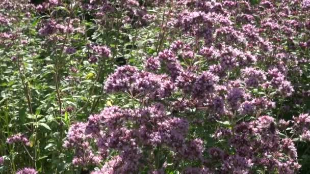 Abejas en orégano mejorana silvestre — Vídeos de Stock