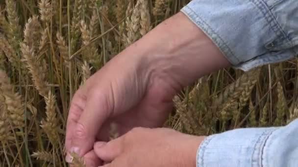 El agricultor comprueba si el trigo está maduro — Vídeos de Stock