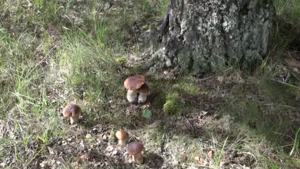 Five Boletus edulis growing under tree — Stock Video