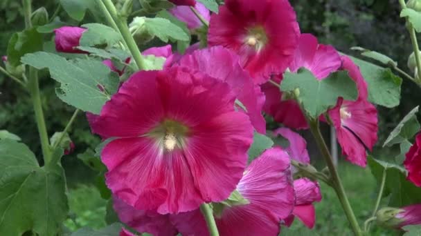 Fiore rosa hollyhock — Video Stock