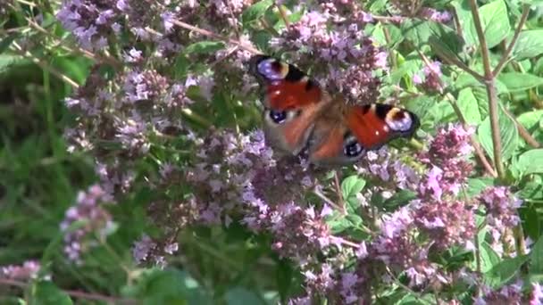 Pfauenfalter und Hummel auf Oregano — Stockvideo