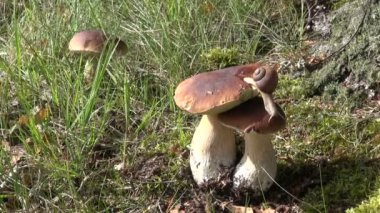 Bordo salyangoz Boletus mantarı üzerinde tarama